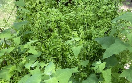 Photo du chantier - Les jardins du Président Zeller